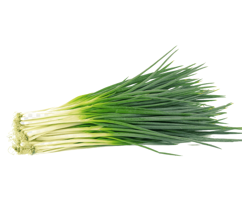 Fresh & high quality Spring Onions (vitunguu vya matawi)
